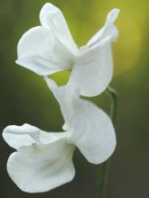 Graines de Pois de Senteur White Suprême - Lathyrus odoratus grandiflora