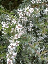 Leptospermum Silver Sheen - Arbre à thé laineux.