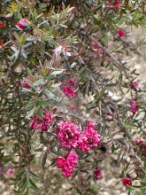 Leptospermum scoparium Jubilee - Arbre à thé