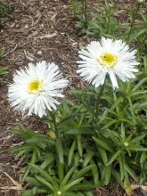 Leucanthemum Aglaia - Grande Marguerite