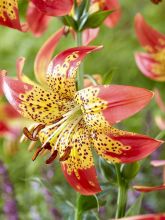 Lis hybride Fusion - Lilium (x) pardalinum