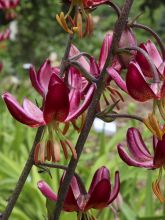 Lis hybride de martagon - Lilium x martagon Russian Morning
