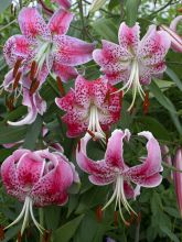 Lis botanique - Lilium speciosum Uchida