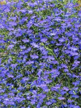 Lobelia Pendula Monsoon 