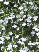 Lobelia Erinus White Cascade 