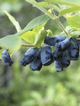 Chèvrefeuille à baies de miel 'Eisbär'