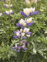 Graines de Lupin cruickshankii Sunrise