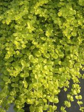 Lysimachia nummularia Goldilocks - Herbe aux écus