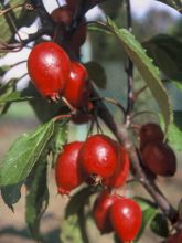 Pommier d'ornement - Malus Red Obelisk