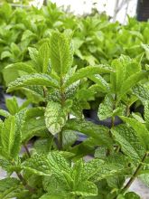 Menthe Mojito - Mentha hemingwayensis