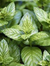 Menthe anglaise ou poivrée Citaro ® - Mentha piperata en plant