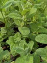 Mentha Ananas - Mentha rotundifolia Ananas