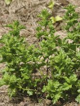 Menthe frisée ou crépue (Graines) - Mentha spicata crispata