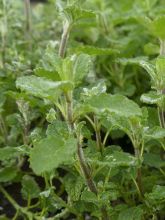 Mentha Fraise - Mentha spicata X Fraise