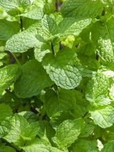 Menthe verte Hollywood - Mentha x spicata en plants