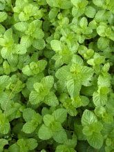 Menthe chewing gum  - Mentha spicata Yakima ® en plant