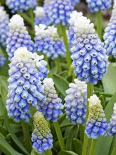 Muscari Mountain Lady 