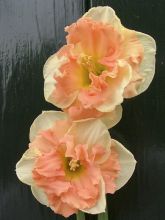 Narcisse papillon Vanilla Peach