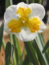 Narcisse Tricollet - Narcisse à couronne fendue