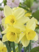 Narcisse multiflore 'Stint'