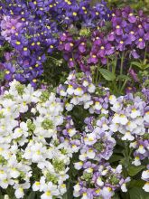 Graines de Nemesia Seventh Heaven - Miroir des elfes.