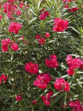 Laurier rose - Nerium oleander Rouge Double