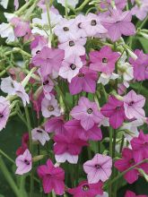 Nicotiana x Hybrida Whisper Mixed F1 hybrid