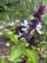 Basilic perpétuel (Ocimum kilimandscharicum), un basilic vivace :  plantation, culture