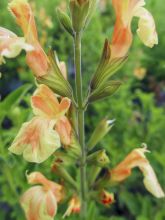 Sauge arbustive Belle de Loire - Salvia jamensis