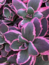 Sedum Sunsparkler Dream Dazzler - Orpin hybride