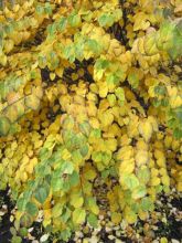 Cercidiphyllum japonicum Glowball - Arbre à caramel 