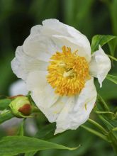 Pivoine botanique herbacée Late Windflower - Paeonia x emodi