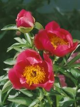 Pivoine hybride 'Flame'