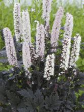 Bugbane 'Brunette'