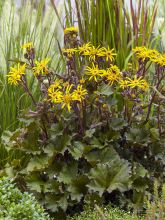 Ligularia Little Golden Ray - Ligulaire