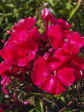 Phlox paniculata Younique Red