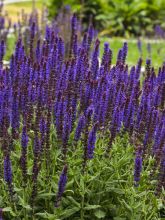 Salvia pratensis Lyrical Blues - Sauge des près