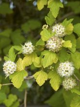 Physocarpus opulifolius Luteus - Physocarpe