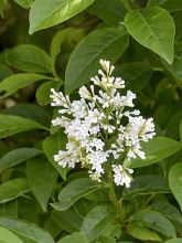 Ligustrum obtusifolium var. regelianum - Troène à feuilles obtuses