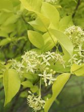 Ptelea trifoliata Aurea - Orme de Samarie doré