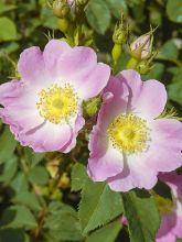 Rosier botanique - Rosa pendulina Bourgogne