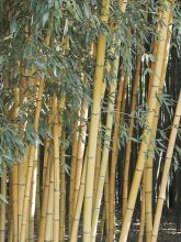 Phyllostachys viridis Sulphurea - Bambou 