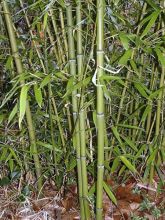 Phyllostachys viridiglaucescens - Bambou géant