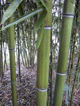 Phyllostachys iridescens - Bambou géant