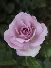 Rosier à grandes fleurs Rose Synactif by Shiseido en racines nues.
