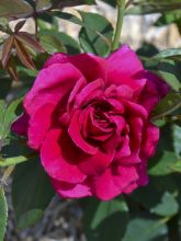 Rosier à grandes fleurs Rose Lalande de Pomerol en racines nues.
