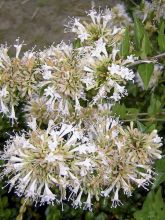 Abelia chinensis White Surprise - Abélia de Chine