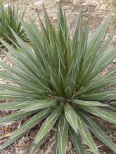 Agave impressa Impressive