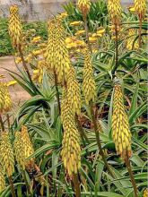 Aloe striatula ArticJungle - Aloès arbustif