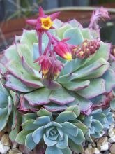 Echeveria elegans Rose